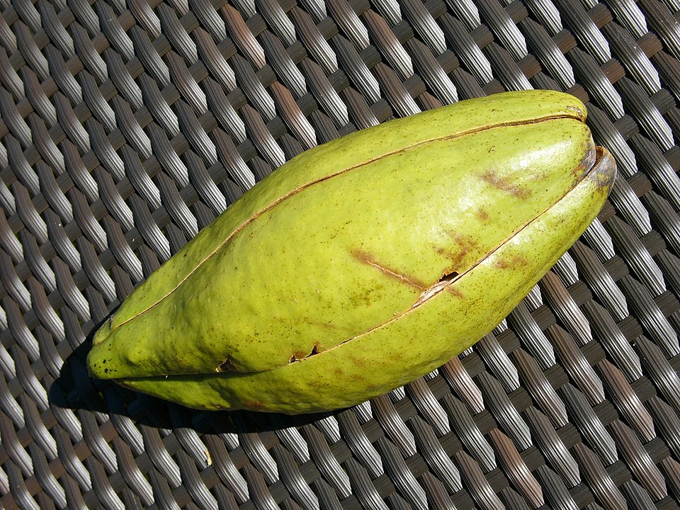 Beware The Mystical Silk Cotton Tree: Haunted Caribbean