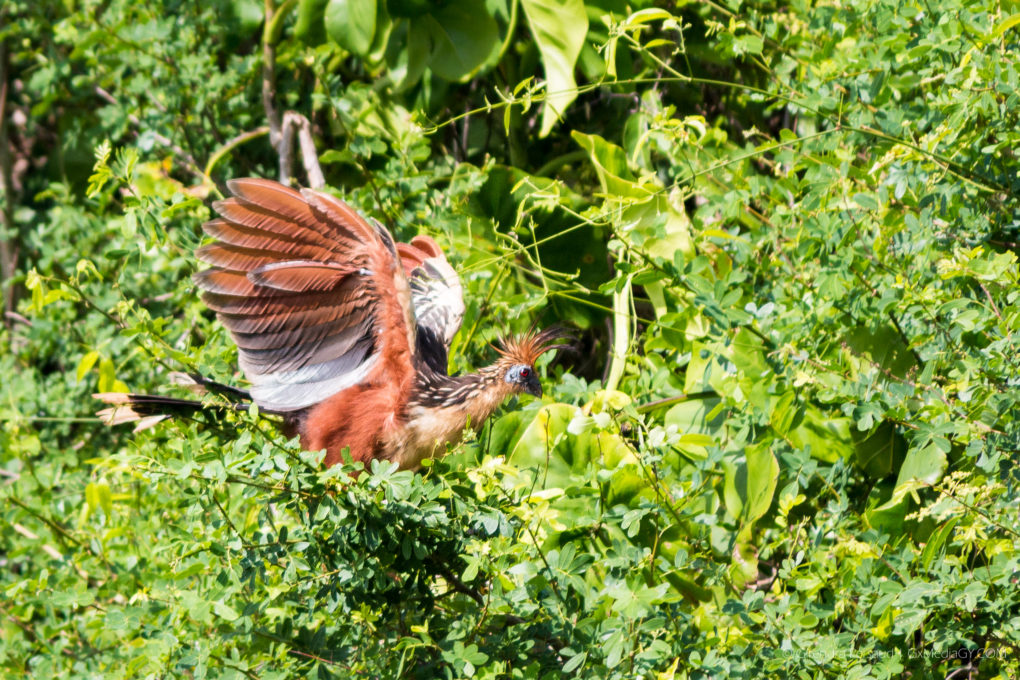 Canje Pheasant - Our National Bird - Things Guyana