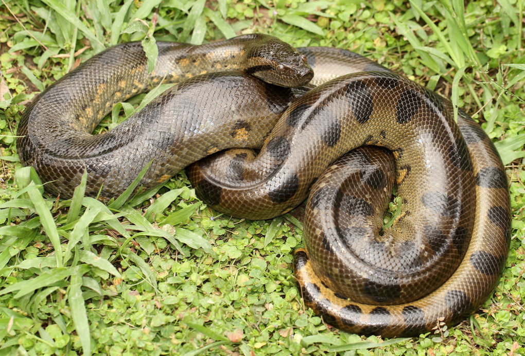 Here’s All You Didn’t Know About Guyana’s Giant Anaconda - Things Guyana