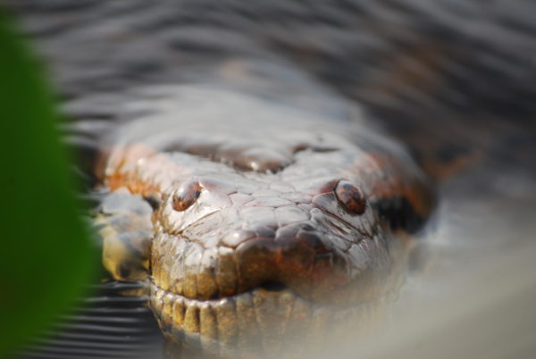 Here’s All You Didn’t Know About Guyana’s Giant Anaconda - Things Guyana