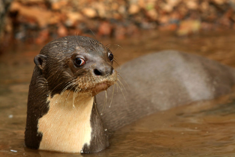 Things You Didn't Know About Guyana’s Giant River Otter - Things Guyana