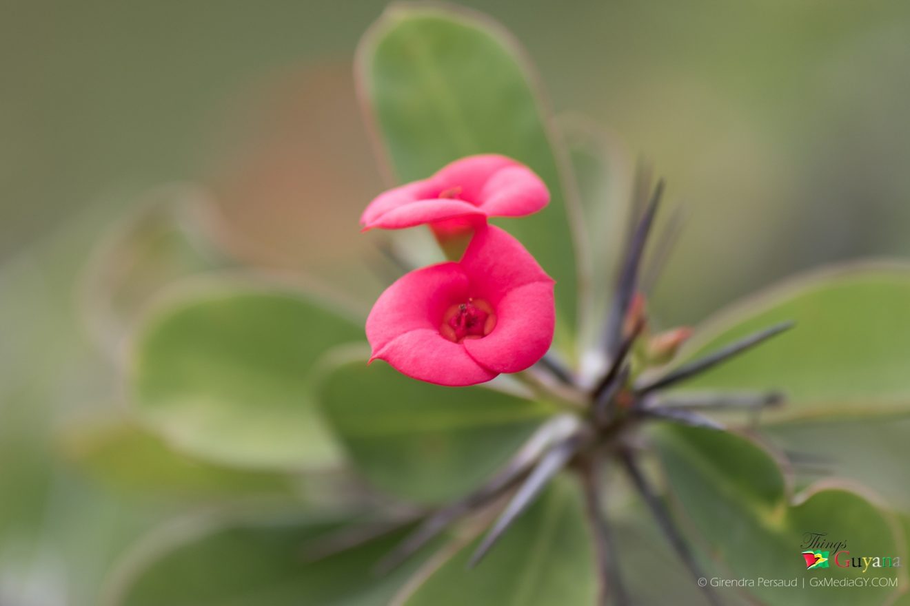 The Promenade Garden - Flora & Fauna - Things Guyana