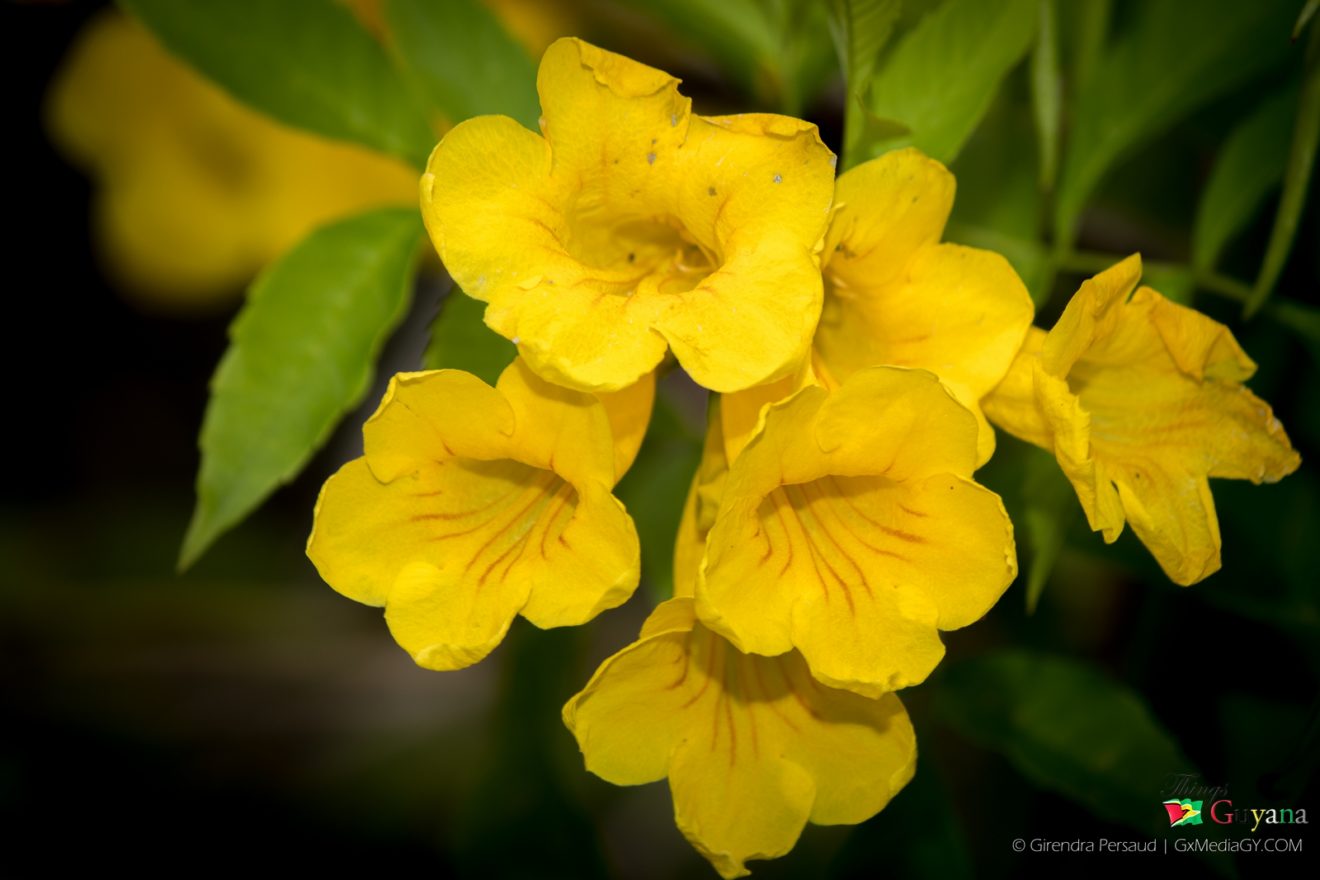 The Promenade Garden - Flora & Fauna - Things Guyana