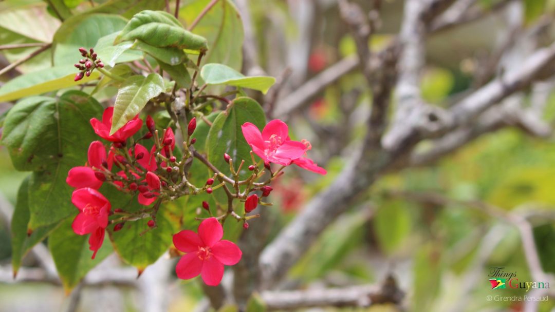 The Promenade Garden - Flora & Fauna - Things Guyana