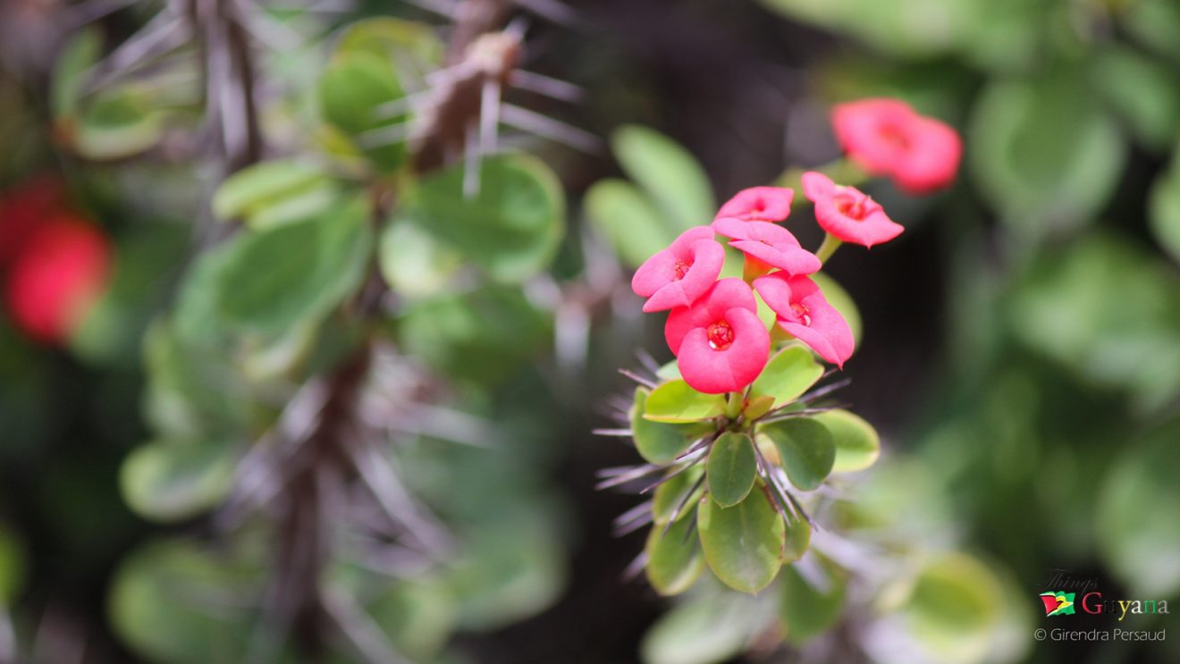 The Promenade Garden - Flora & Fauna - Things Guyana