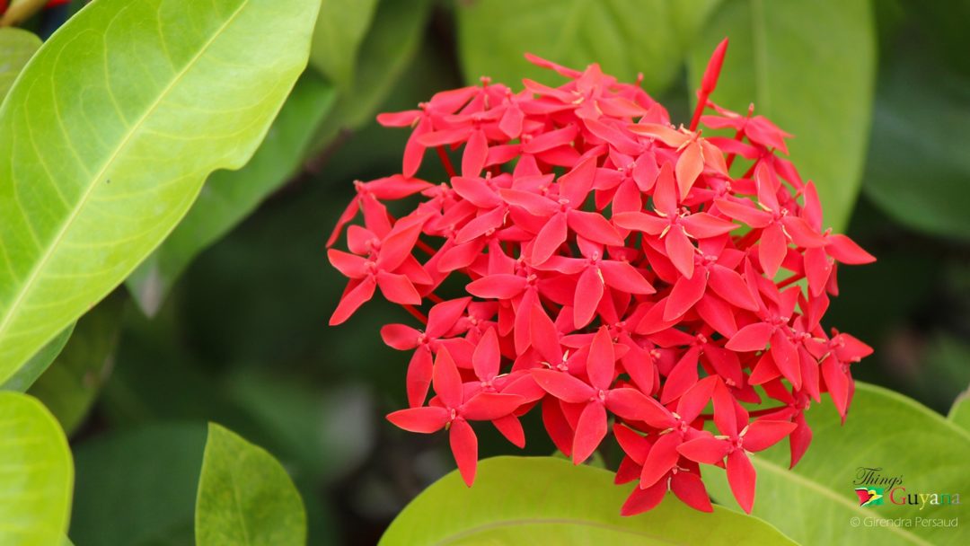 The Promenade Garden - Flora & Fauna - Things Guyana