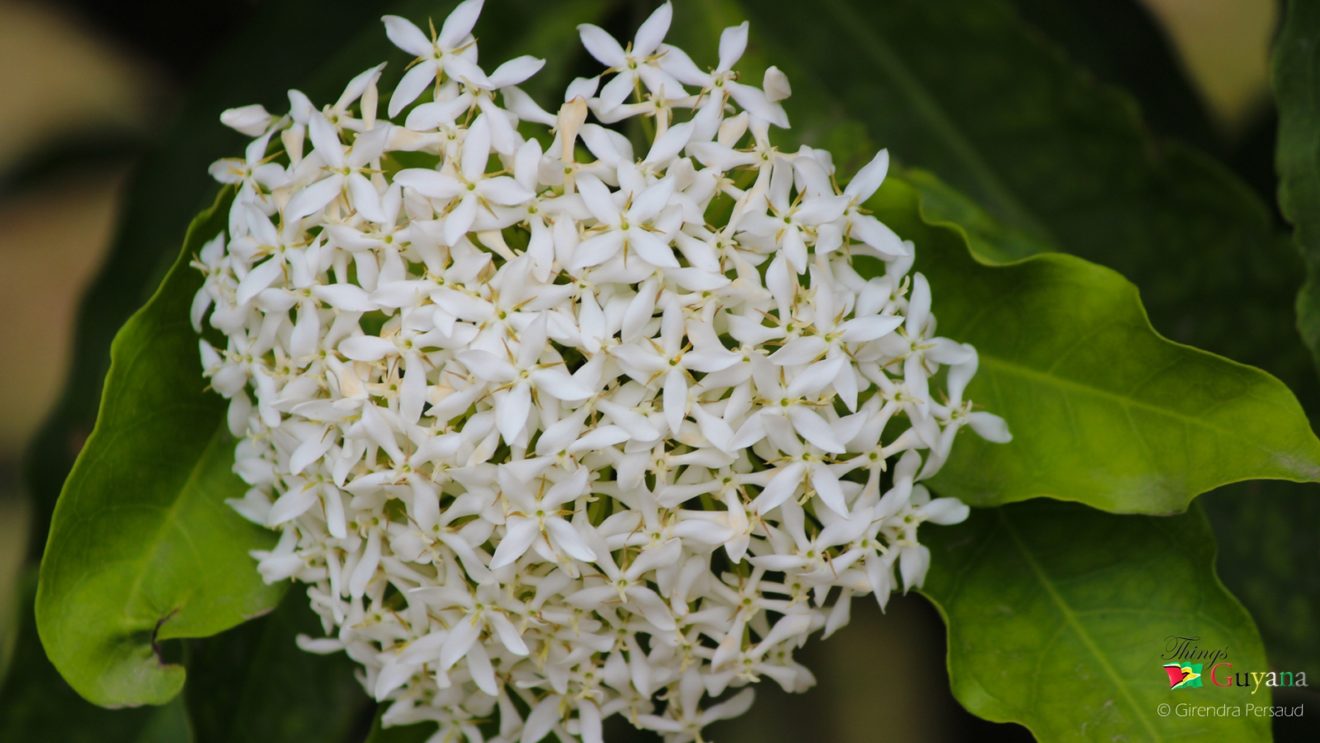 The Promenade Garden - Flora & Fauna - Things Guyana