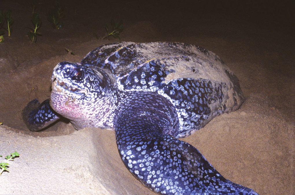 Guyana’s Giant Leatherback Turtle – The Largest Of All Living Turtles ...