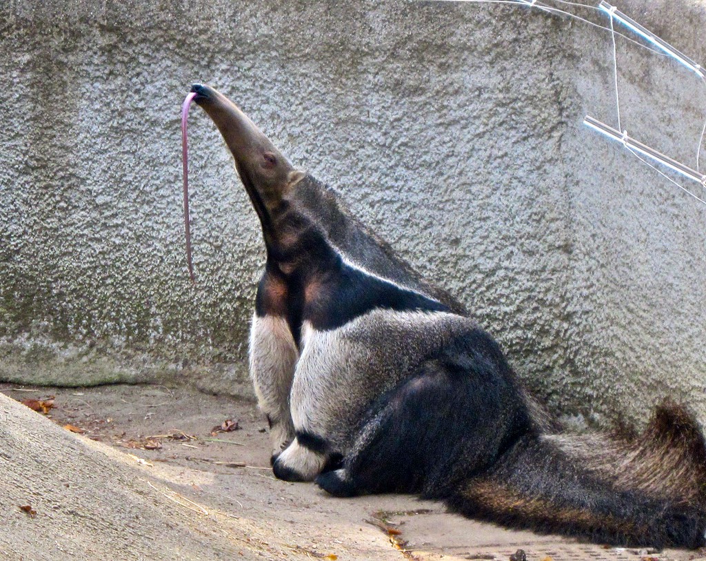 giant-anteater-s-tongue-things-guyana