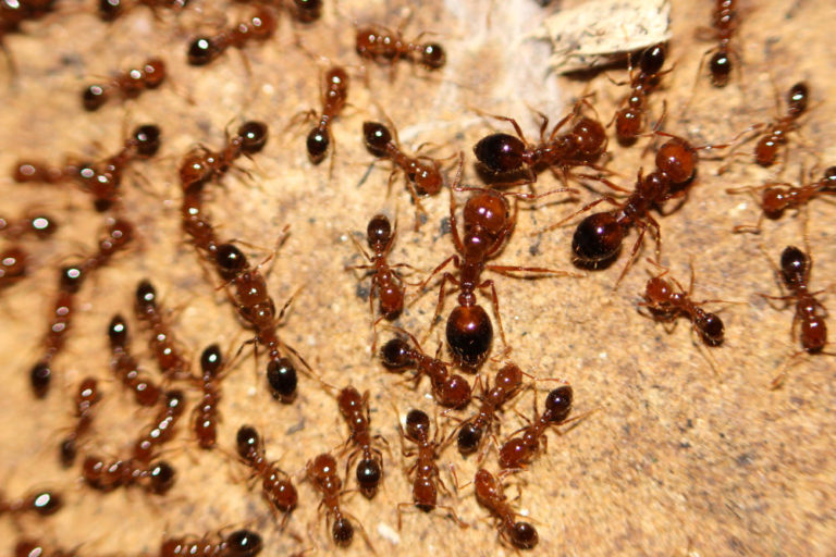 Five Common Species Of Ants Found In Guyana's Jungle! - Things Guyana