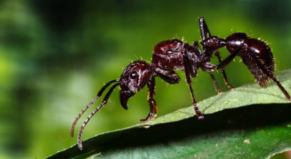 Five Common Species Of Ants Found In Guyana's Jungle! - Things Guyana