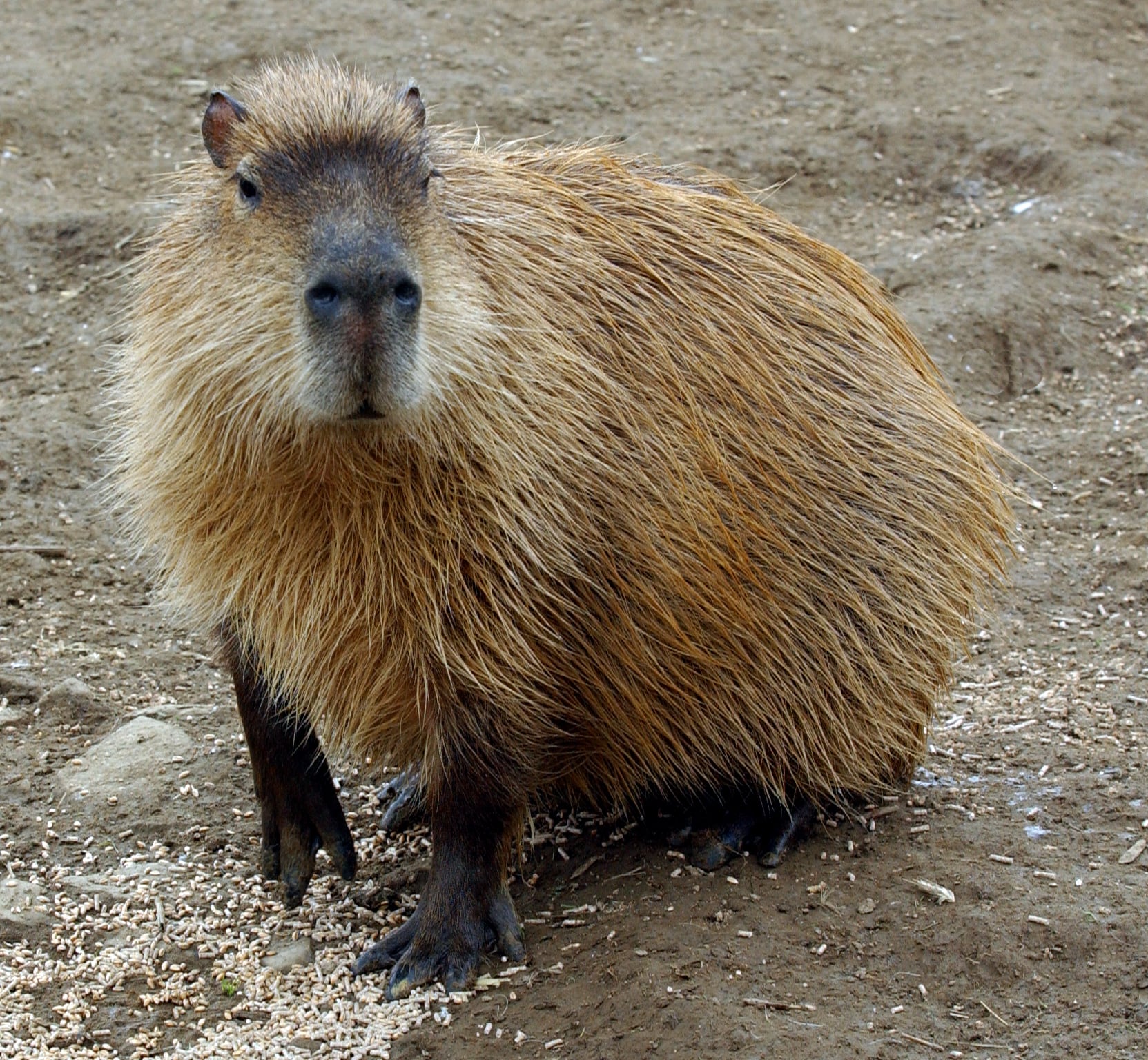 Capybara Things Guyana