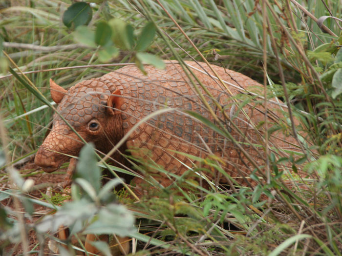 Guyana's Giant Armadillo Is The Largest Living Species Of Armadillo In ...