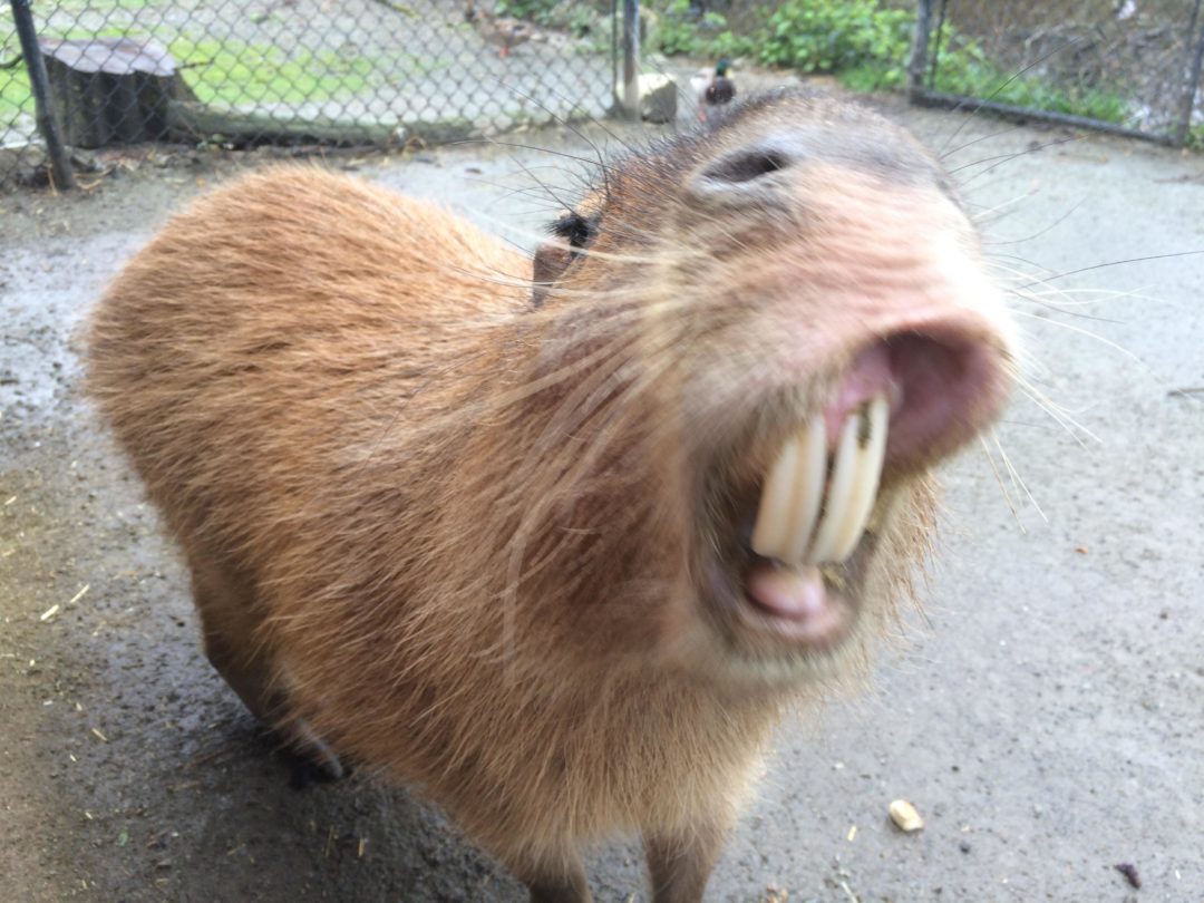 Capybaras And Their Social Lives