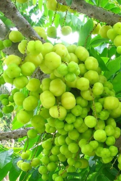 See Why Gooseberry Makes A Healthy And Delicious Snack In Guyana (with ...