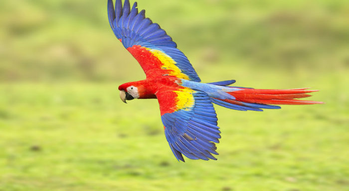 Scarlet Macaw - One of the most intelligent birds in the world - Things ...