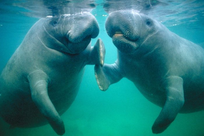 Manatee: Nature’s Most Noble Creature (Video) - Things Guyana