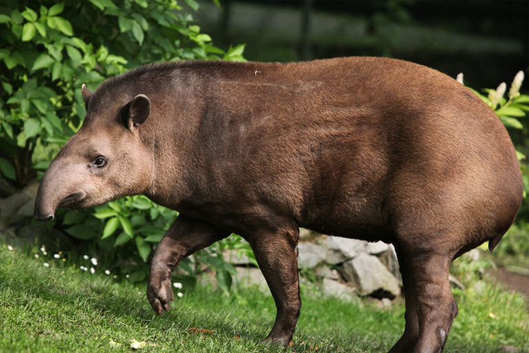 Tapir – Guyana’s Largest Living Land Mammal - Things Guyana