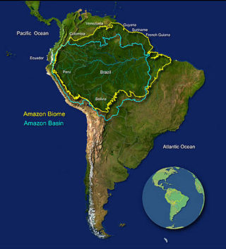 Amazon Basin- World’s largest rainforest in all of history - Things Guyana