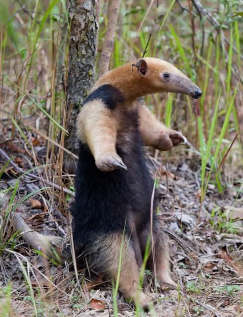 Northern Tamandua – Things Guyana