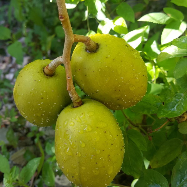 Golden Apple A Fruit Rich In Nutrients With Recipe To Make Chutney Things Guyana