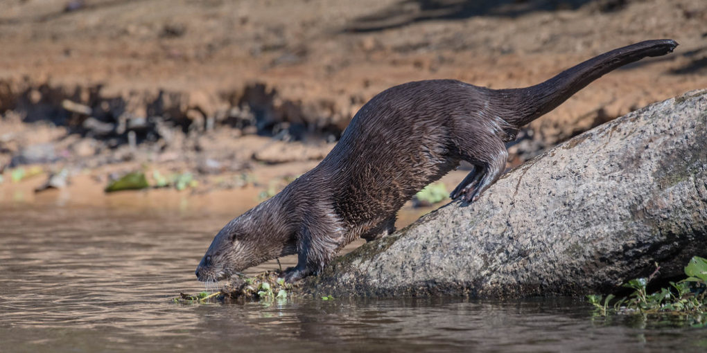 river otter – Things Guyana