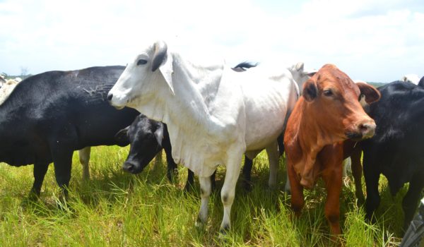 How The Cattle Industry Has A Major Impact On Guyanese - Things Guyana