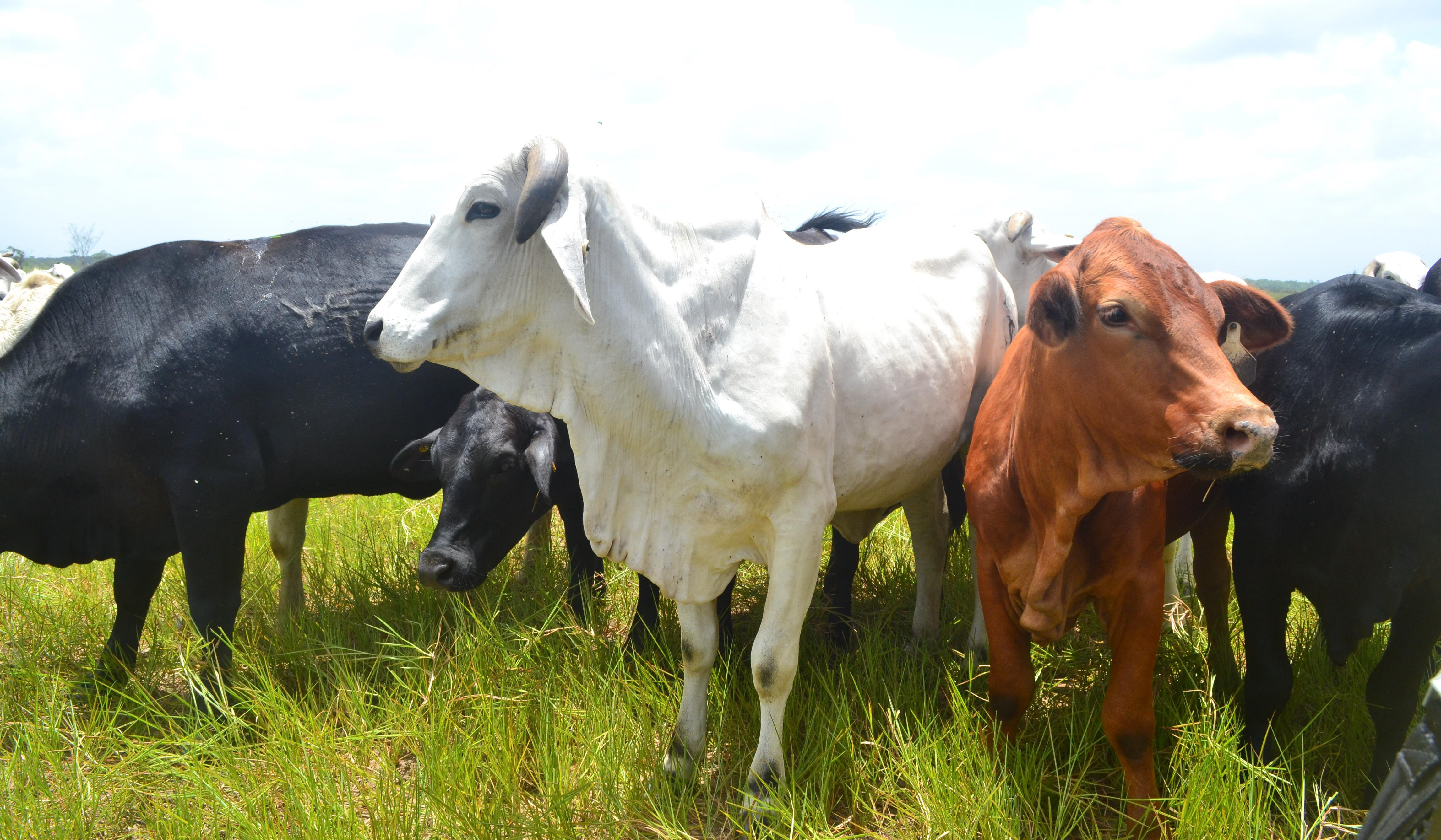 cattle-things-guyana