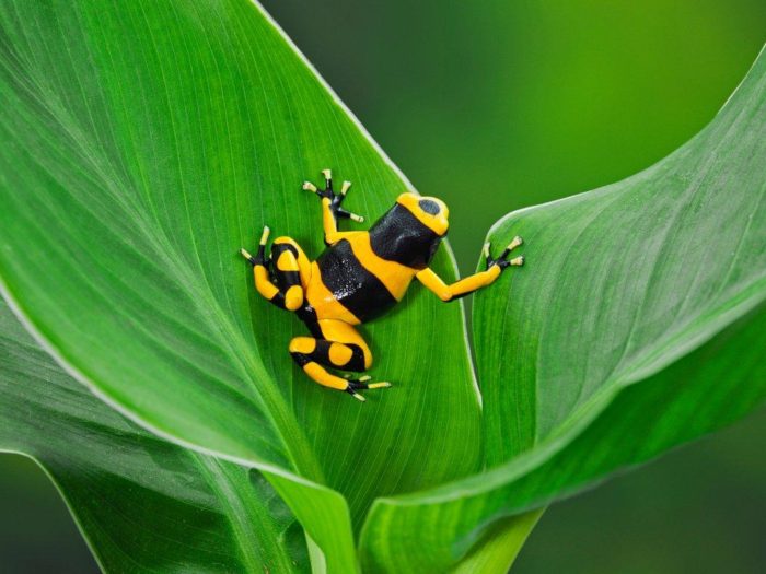 Poison Dart Frogs – The Most Brightly Colored Frogs In The World ...