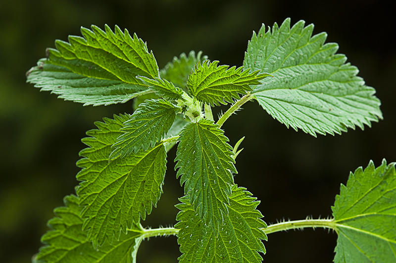 Stinging Nettle Benefits, Uses and Side Effects - Dr. Axe