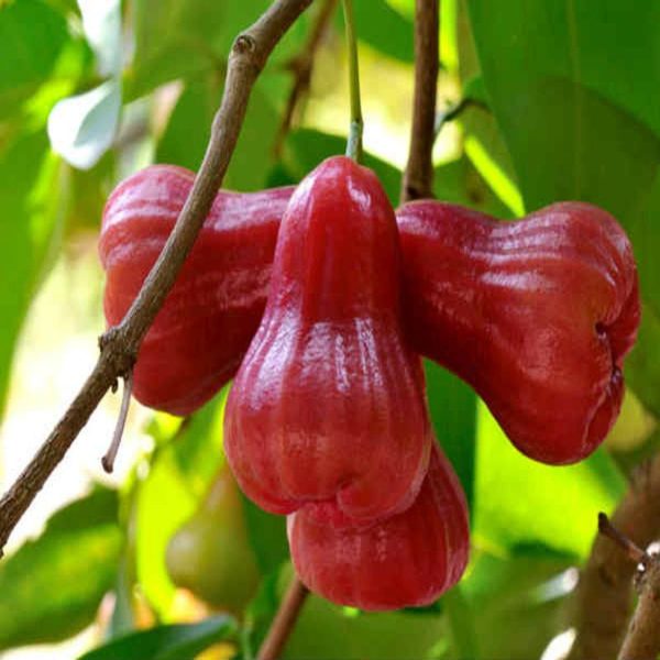 cashews Things Guyana