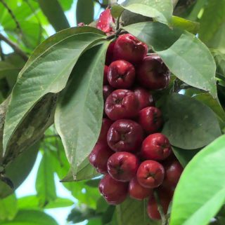 Cashew: A Juicy & Succulent Fruit Found in Guyana - Things Guyana