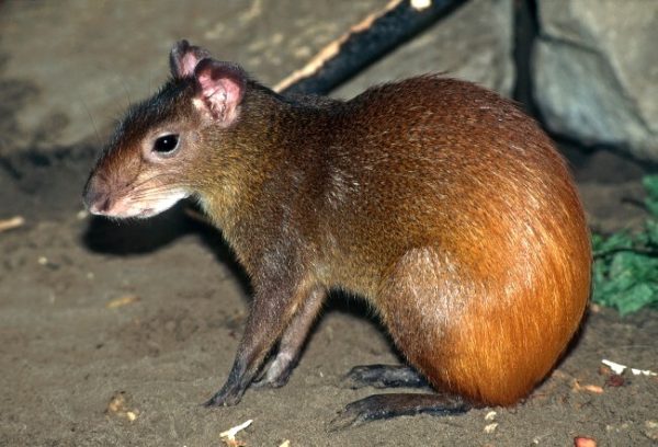 Meet The Red-Rumped Agouti Found In Guyana’s Rainforest! - Things Guyana