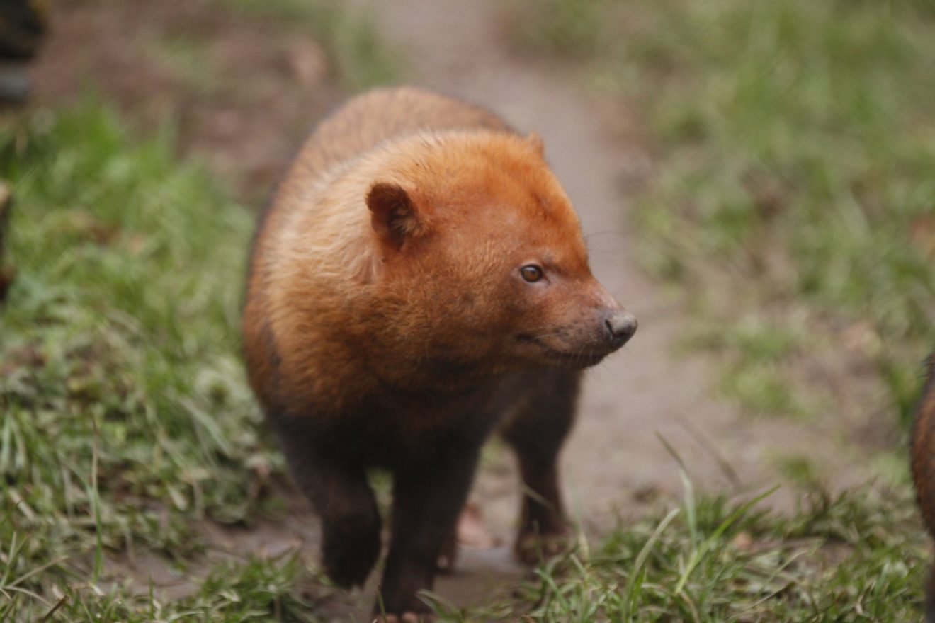 The Real Bush Dog In Guyana - Things Guyana