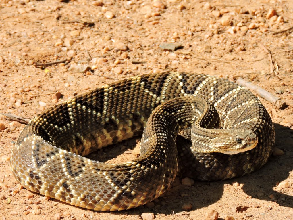 Rattlesnake – A Venomous Pit Viper Found In Guyana! - Things Guyana