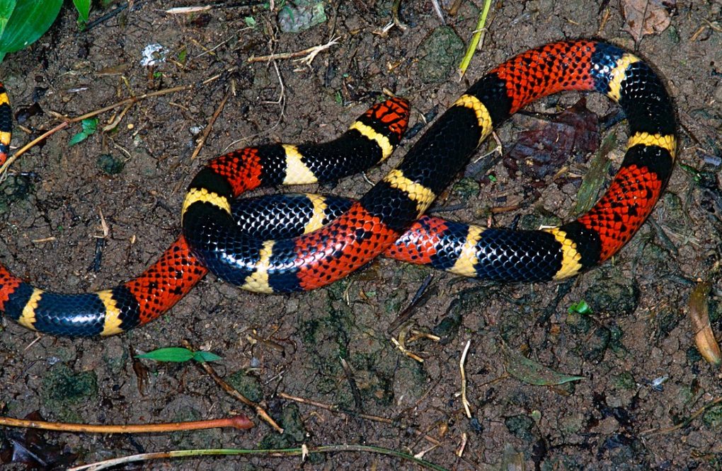 The Mesmerizing Colours & Abilities Of The Coral Snakes Found In Guyana ...