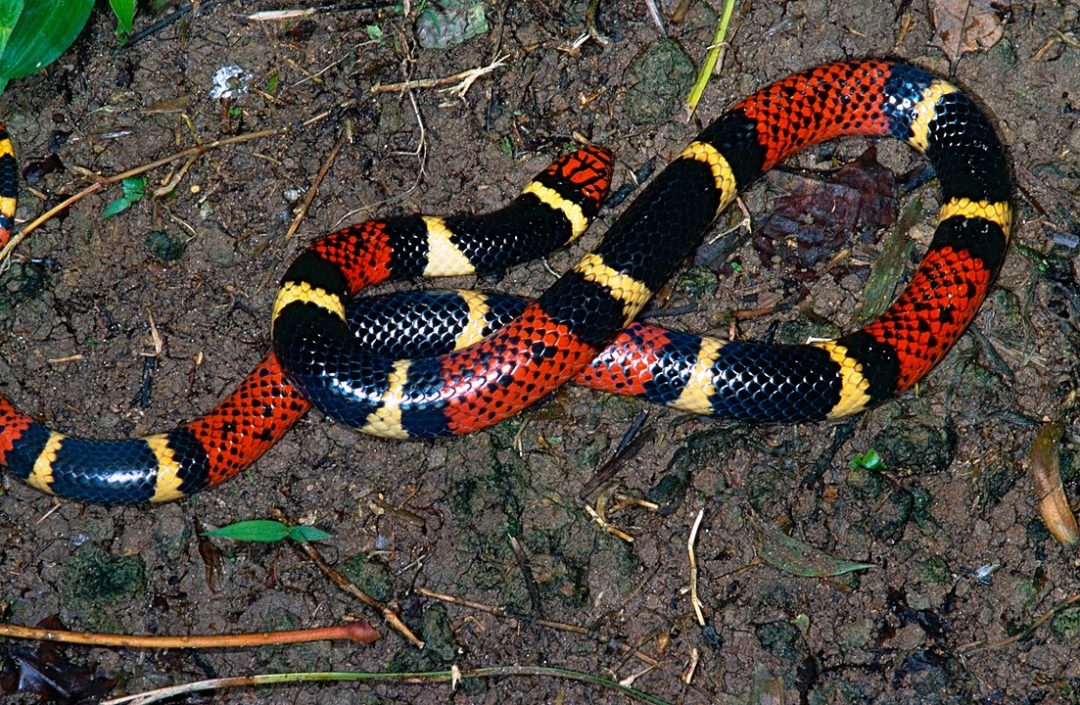 The Mesmerizing Colours & Abilities Of The Coral Snakes Found In Guyana ...