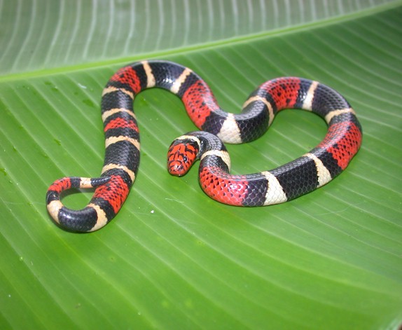 The Aquatic Coral Snake (Micrurus surinamensis) – Things Guyana