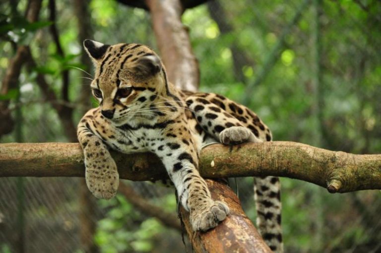 Margay AKA Tree Ocelot – Can Spend Its Entire Life In The Trees ...