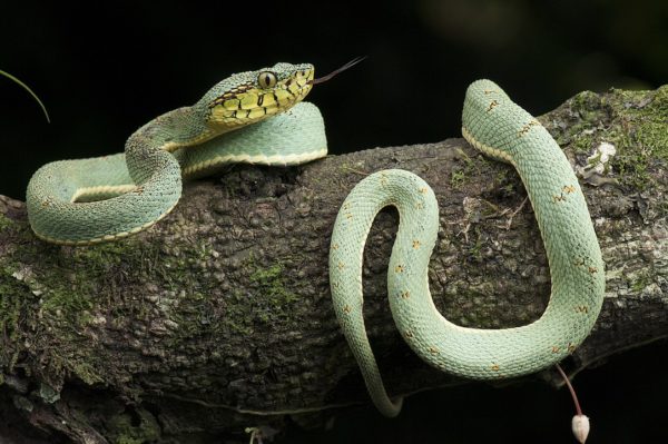 Did You Know There Are Two Species Of The Parrot Snakes Found In Guyana ...