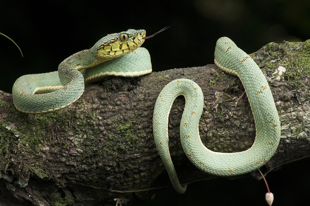 Did You Know There Are Two Species Of The Parrot Snakes Found In Guyana