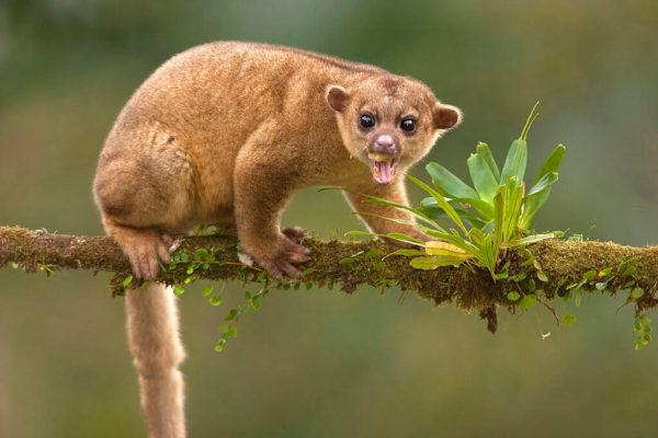 Kinkajou – An Exotic Animal Found In Guyana - Things Guyana