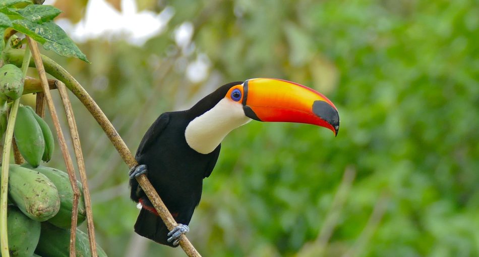 What Do You Know About The Toco Toucan? - Things Guyana