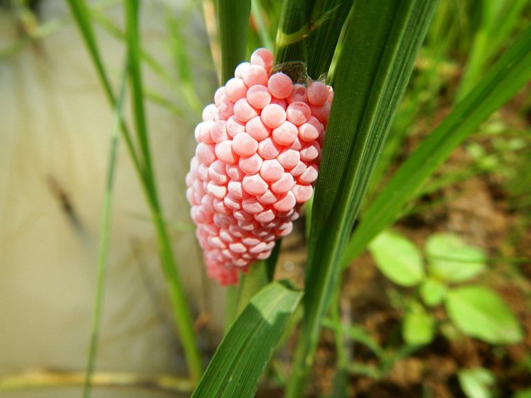 'Krekete' AKA The Golden Apple Snail - The Things You Didn't Know ...