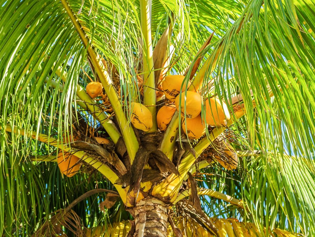 the-dwarf-coconut-tree-nothing-short-of-the-giants-things-guyana