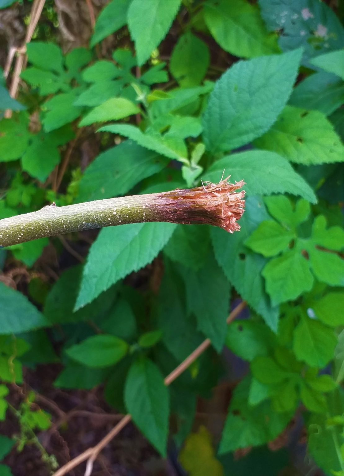 Black Sage - 'Loongtime' Guyanese Toothbrush - Things Guyana