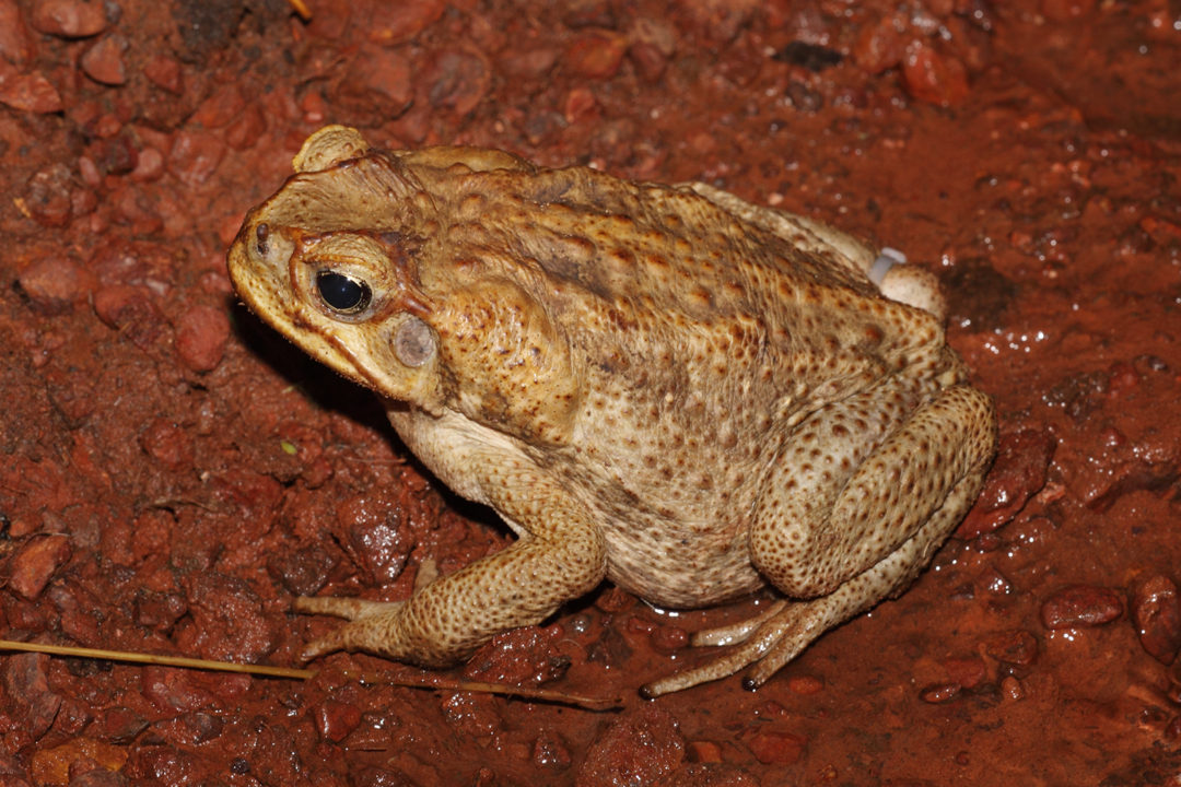 Crappo Aka Cane Toads – The World’s Largest Toads - Things Guyana