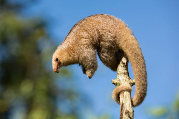 wild republic anteater