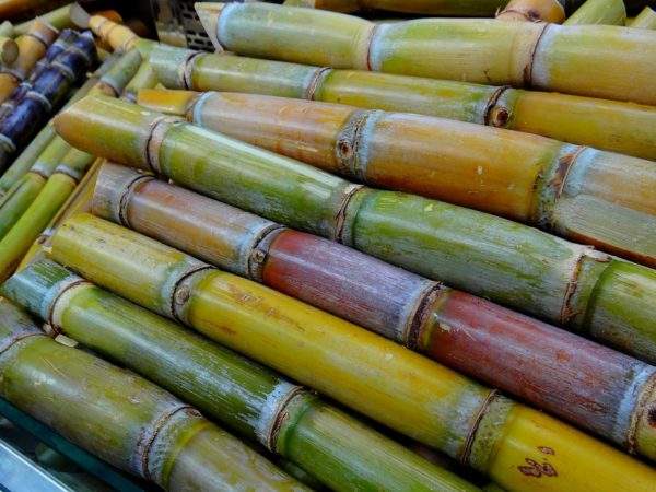 sugar-cane-276242_1280 – Things Guyana