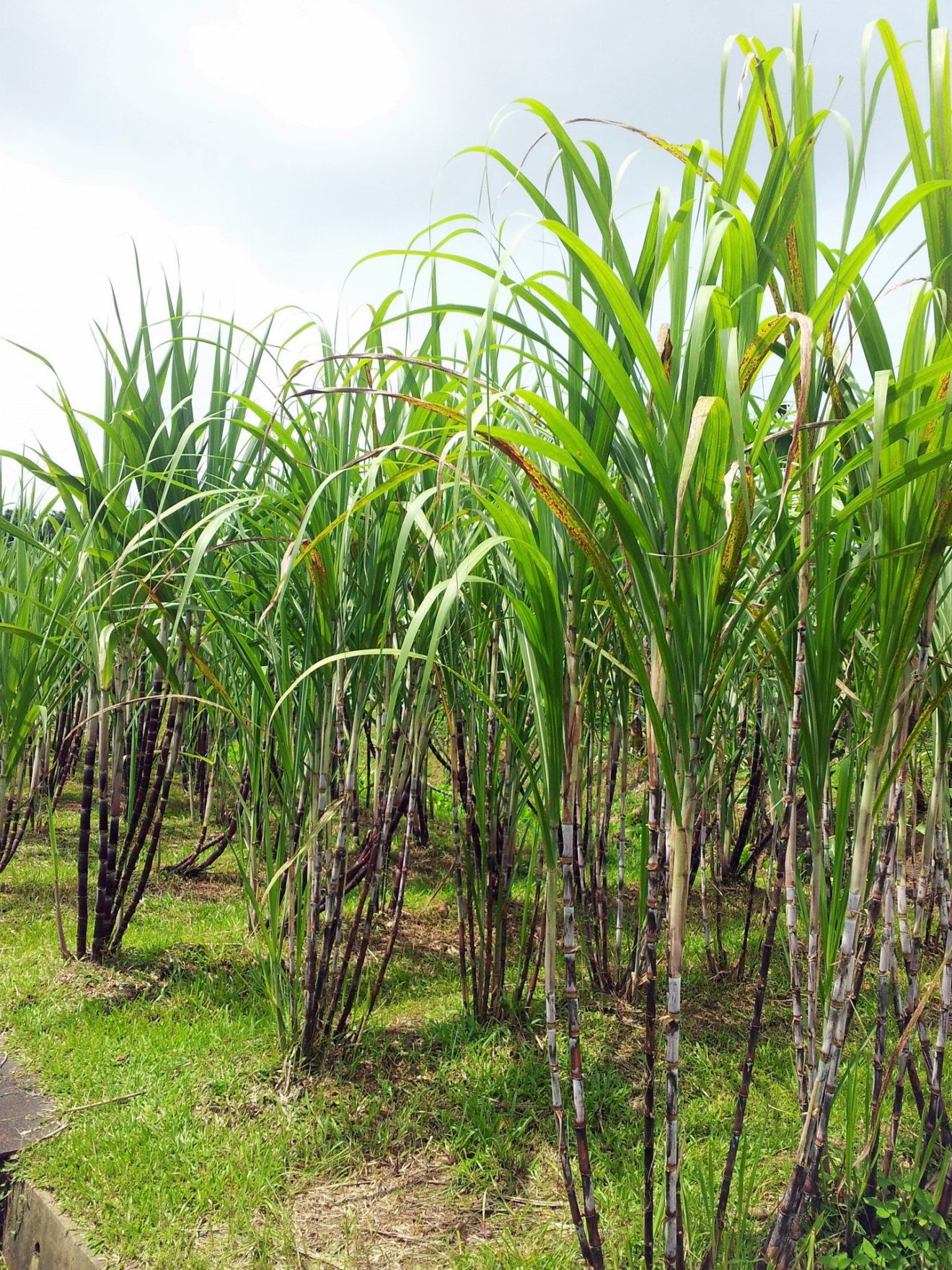 Sugarcane The Plants Of Indentureship Things Guyana 9680